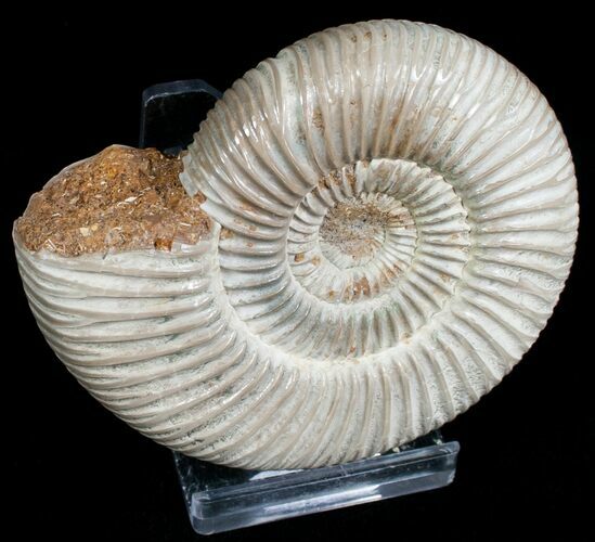 Perisphinctes Ammonite - Jurassic #6870